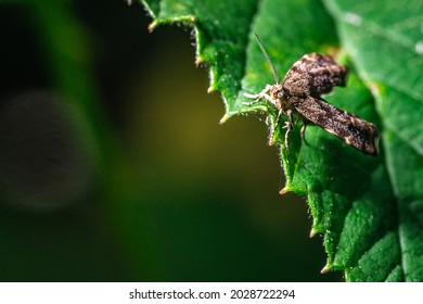 An Anthophila Fabriciana On A Green Leaf