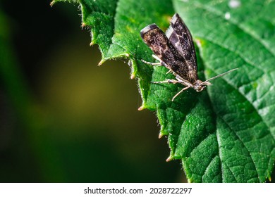 An Anthophila Fabriciana On A Green Leaf