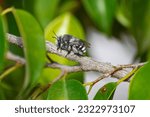 Anthophora Orotavae bee, resting on a ficus branch, Tenerife, Canary islands