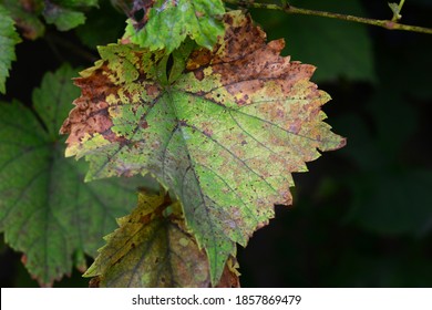 Anthracnose Of Grapes, Fungus Disease. A Close-up Of A Grape Vine Leaf With Yellow And Brown Patches Infected By Grape Vine Fungal Disease Downy Mildew That Needs Chemical Control And Treatment. 