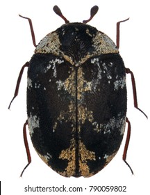 Anthrenus Scrophulariae, Also Known As The Common Carpet Beetle Or Buffalo Carpet Beetle Beatle From The Family Dermestidae A Skin Beetles. Isolated On A White Background