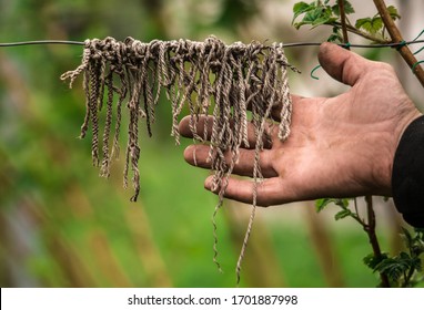 Anthropologist Demonstrates Talking Knots, Quipu Close Up. Old Ethnic Native Method Of Writing And Communication Between Tribal People.