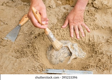 Anthropology - Hands Of An Anthropologist Revealing Human Skull From Dirt