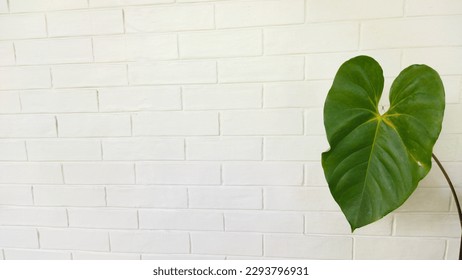 Anthurium andraeanum on the white background, composition, whitespace, can be used for wallpaper