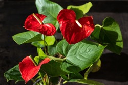 Anthurium Buds On Black Background. Red Home Flower With A Yellow Center. Flower In The Shape Of A Heart. Anthurium Andraeanum Araceae Or Arum Symbolize Hospitality. Red Flamingo Anthurium. Petal Leaf