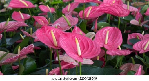 Anthurium Flower Export Business That Is Waiting To Be Shipped And Can Make A Lot Of Money.