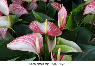 Anthurium Flower Export Business That Is Waiting To Be Shipped And Can Make A Lot Of Money.