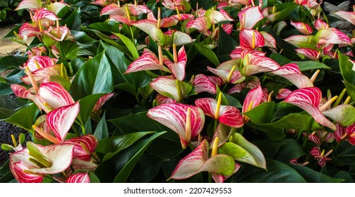 Anthurium Flower Export Business That Is Waiting To Be Shipped And Can Make A Lot Of Money.