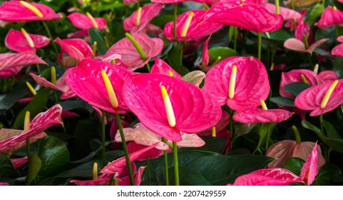 Anthurium Flower Export Business That Is Waiting To Be Shipped And Can Make A Lot Of Money.