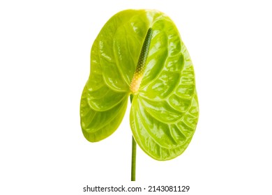 Anthurium Flower Isolated On A White Background 