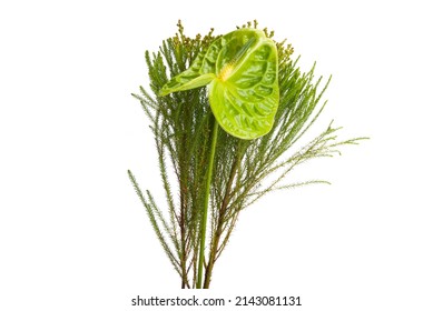 Anthurium Flower Isolated On A White Background 