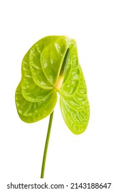 Anthurium Flower Isolated On A White Background 