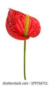 Anthurium Flower Isolated On White Background