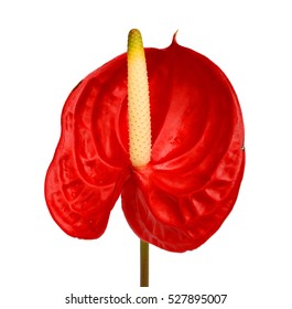 Anthurium Flower Isolated On White Background