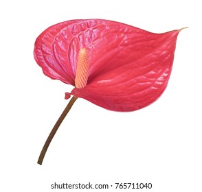 Anthurium Flower Isolated On White Background