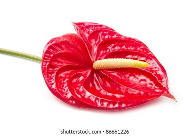 Anthurium Flower, Is Isolated On White