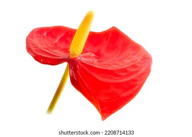 Anthurium Flower Isolated In White Background