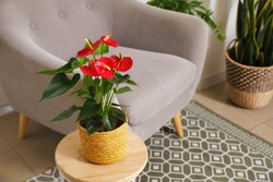 Anthurium Flower In Pot On Wooden Table
