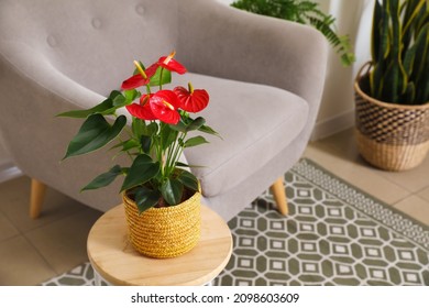 Anthurium Flower In Pot On Wooden Table