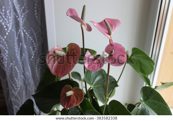 TÌNH YÊU CÂY CỎ ĐV.3 - Page 37 Anthurium-grande-mix-flower-600w-383582338