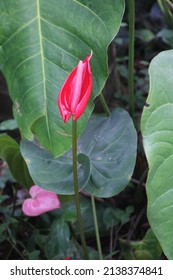 Anthurium Is Growing As Epiphytes On Other Plants. Some Are Terrestrial.Laceleaf,  The Largest Genus Of The Arum Family, Araceae. Indoor Flower. Anthurium, Tailflower, Flamingo Flower, And Laceleaf.