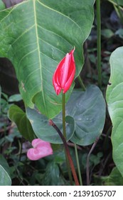 Anthurium Is Growing As Epiphytes On Other Plants. Some Are Terrestrial.Laceleaf,  The Largest Genus Of The Arum Family, Araceae. Indoor Flower. Anthurium, Tailflower, Flamingo Flower, And Laceleaf.