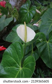 Anthurium Is Growing As Epiphytes On Other Plants. Some Are Terrestrial.Laceleaf,  The Largest Genus Of The Arum Family, Araceae. Indoor Flower. Anthurium, Tailflower, Flamingo Flower, And Laceleaf.