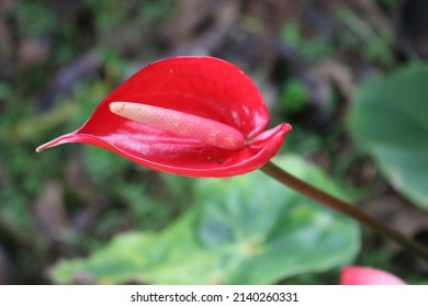 Anthurium Is Growing As Epiphytes On Other Plants. Some Are Terrestrial.Laceleaf,  The Largest Genus Of The Arum Family, Araceae. Indoor Flower. Anthurium, Tailflower, Flamingo Flower, And Laceleaf.