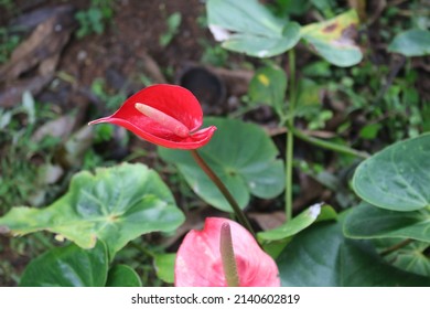 Anthurium Is Growing As Epiphytes On Other Plants. Some Are Terrestrial.Laceleaf,  The Largest Genus Of The Arum Family, Araceae. Indoor Flower. Anthurium, Tailflower, Flamingo Flower, And Laceleaf.