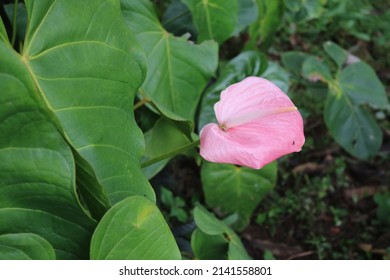 Anthurium Is Growing As Epiphytes On Other Plants. Some Are Terrestrial.Laceleaf,  The Largest Genus Of The Arum Family, Araceae. Indoor Flower. Anthurium, Tailflower, Flamingo Flower, And Laceleaf.