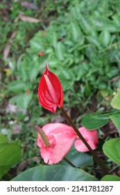 Anthurium Is Growing As Epiphytes On Other Plants. Some Are Terrestrial.Laceleaf,  The Largest Genus Of The Arum Family, Araceae. Indoor Flower. Anthurium, Tailflower, Flamingo Flower, And Laceleaf.