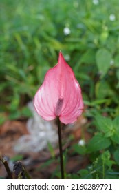 Anthurium Is Growing As Epiphytes On Other Plants. Some Are Terrestrial.Laceleaf, The Largest Genus Of The Arum Family, Araceae. Indoor Flower. Anthurium, Tailflower, Flamingo Flower, And Laceleaf.