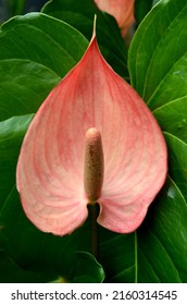 Anthurium Is Growing As Epiphytes On Other Plants. Some Are Terrestrial.Laceleaf, The Largest Genus Of The Arum Family, Araceae. Indoor Flower. Anthurium, Tailflower, Flamingo Flower, And Laceleaf.