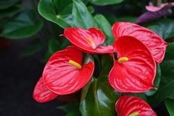 Anthurium Is A Heart-shaped Red Flower. The Dark Green Leaves As The Background Make The Flowers Stand Out Beautifully.