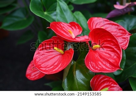 Anthurium is a heart-shaped red flower. The dark green leaves as the background make the flowers stand out beautifully.
