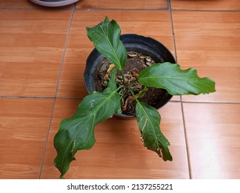 Anthurium hookeri