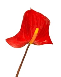 Anthurium Isolated On White Background. Red Home Flower With A Yellow Center. Anthurium Andraeanum Araceae Or Arum Symbolize Hospitality. Red Flamingo Anthurium