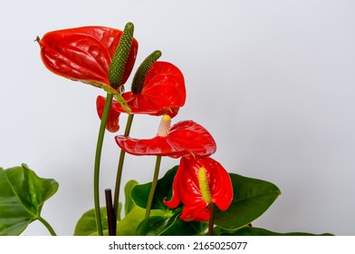 Anthurium kitnia, Anthurium Schott, mother-in-law's tongue, pig's tail, flamingo flower, spike inflorescences, pseudantium. Green plant, red color, close up