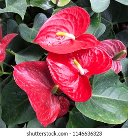 Anthurium, Laceleaf Flower.