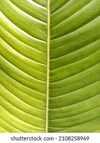 Anthurium Leaf Texture, Taken At 11 Am