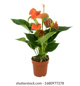 Anthurium  Plant In The Pot