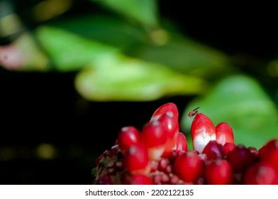 Anthurium Plowmanii Or Wave Of Love Fruit Taken With Macro Photography