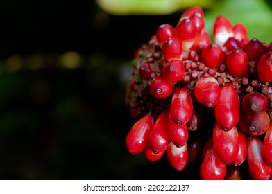 Anthurium Plowmanii Or Wave Of Love Fruit Taken With Macro Photography