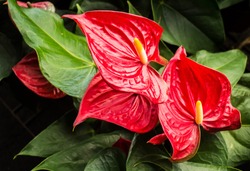 O Antúrio é Uma Flor Vermelha Em Forma De Coração. Folhas Verdes Escuras Como Pano De Fundo Fazem Com Que As Flores Se Destaquem Lindamente. Os Antúrios Passaram A Simbolizar A Hospitalidade.