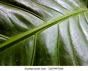 Anthurium Salvinii Also Known As Tabacon