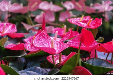 Anthurium, Tailflower, Flamingo Flower And Laceleaf. Indoor Ornamental Flower