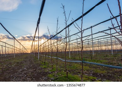 Anti hail net, agriculture net at an apple orchard in Serbia