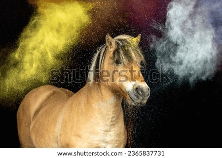 Anti spook training: A horse handling colorful powder after desensitization. Horse with colorful powder on black background
