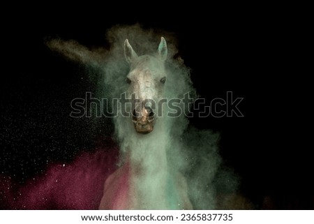 Anti spook training: A horse handling colorful powder after desensitization. Horse with colorful powder on black background