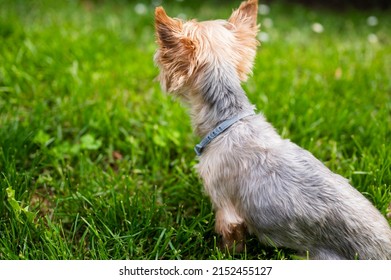 Anti tick and flea collar on cute little Yorkshire Terrier sitting in green grass - Shutterstock ID 2152455127